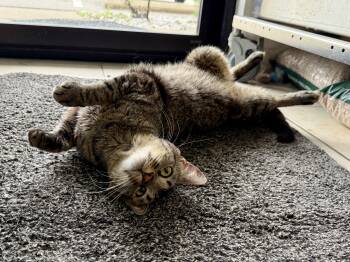 Bonkers (FIV) -  Domestic Short Hair Cat for Adoption in Cincinnati, Ohio - Bonkers (FIV) | PetCurious