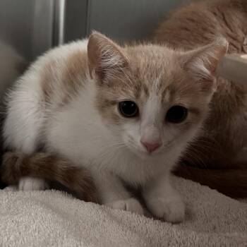 Domestic Short Hair Cats Available for Adoption in Lakeland, Florida - Decibel | PetCurious
