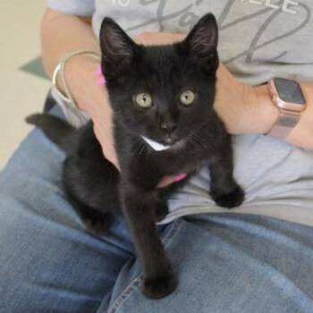 Elvis -  Domestic Short Hair Cat for Adoption in Birmingham, Alabama - Elvis | PetCurious