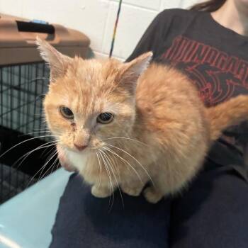 Monchichi -  Domestic Short Hair Cat for Adoption in Ferndale, Michigan - Monchichi | PetCurious