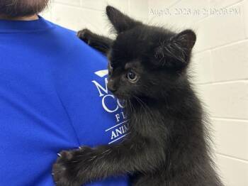 JANJA -  Domestic Long Hair Cat for Adoption in Ocala, Florida - JANJA | PetCurious