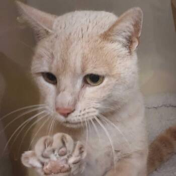 Domestic Short Hair Cats Available for Adoption - Loki | PetCurious