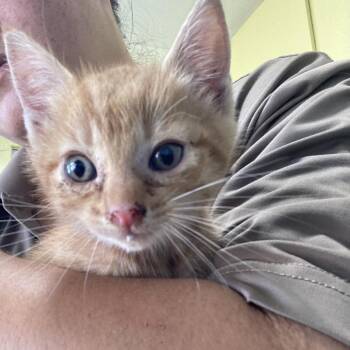 Domestic Short Hair Cats Available for Adoption - BUNNY COH-A-66311 | PetCurious