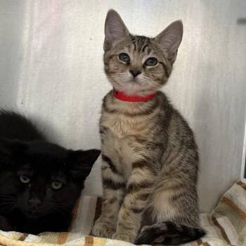Kuromi (bonded w/ Chocolat) -  Domestic Short Hair Cat for Adoption in Oakland, California - Kuromi (bonded W/ Chocolat) | PetCurious