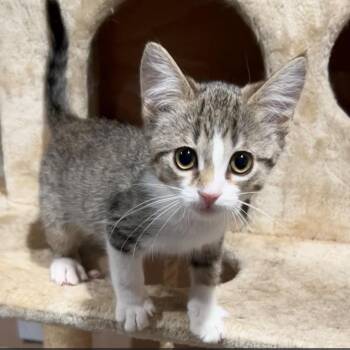 Storm (bonded with Thunder) -  Domestic Short Hair Cat for Adoption in Pickering, Ontario - Storm (bonded With Thunder) | PetCurious