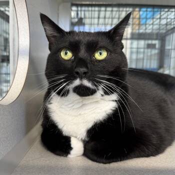 Rescue Domestic Short Hair Cats for Adoption in West Milford, New Jersey - Pumpkin | PetCurious