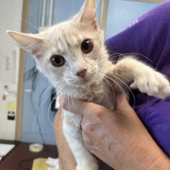 Peaches -  Domestic Long Hair and Domestic Short Hair Cat for Adoption in Englewood, Florida - Peaches | PetCurious