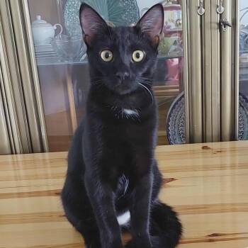 AnhTu -  Domestic Short Hair and Maine Coon Cat for Adoption in Brampton, Ontario - AnhTu | PetCurious