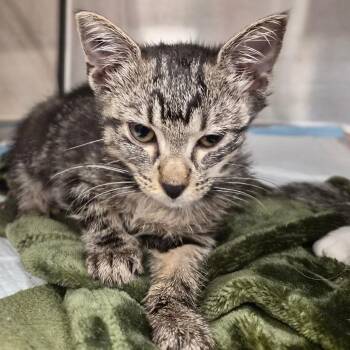 Millicent -  Domestic Short Hair Cat for Adoption in Bentonville, Arkansas - Millicent | PetCurious