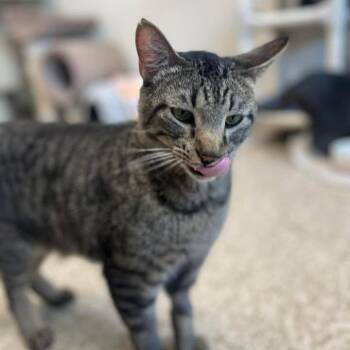 Domestic Short Hair Cats Available for Adoption in Milan, Illinois - Toni | PetCurious
