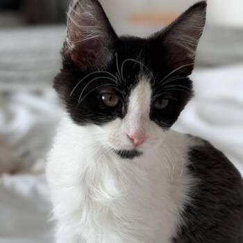 Pablo Purrcaso -  Domestic Medium Hair Cat for Adoption in Austin, Texas - Pablo Purrcaso | PetCurious