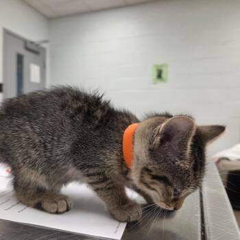 Miney -  Domestic Short Hair Cat for Adoption in Chattanooga, Tennessee - Miney | PetCurious