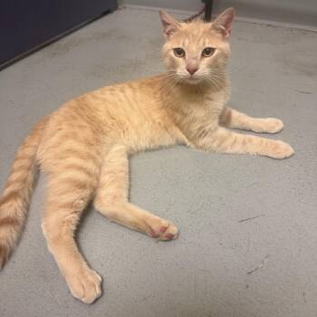 Walking Taco -  Domestic Short Hair Cat for Adoption in Charlottesville, Virginia - Walking Taco | PetCurious