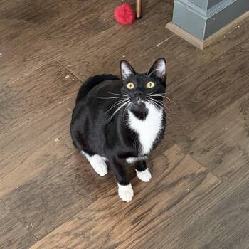 Pearl -  Domestic Short Hair Cat for Adoption in Houston, Texas - Pearl | PetCurious