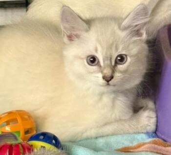 Ben (Ice Cream Litter) -  Domestic Medium Hair and Siamese Cat for Adoption in Baltimore, Maryland - Ben (Ice Cream Litter) | PetCurious