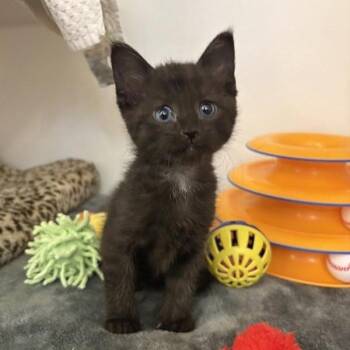 Domestic Short Hair Cats Available for Adoption in Phoenix, Arizona - Ibex | PetCurious
