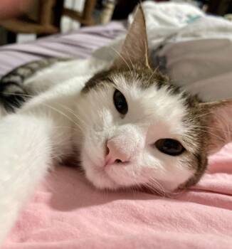 Domestic Short Hair Cats Available for Adoption - Pearl Stone | PetCurious