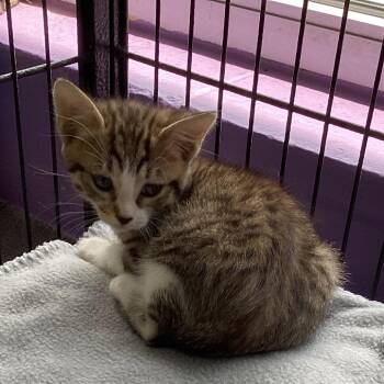 Taylor -  Domestic Short Hair Cat for Adoption in Montgomery, Alabama - Taylor | PetCurious