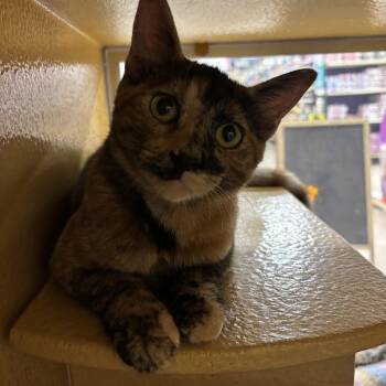 Fire -  Domestic Short Hair Cat for Adoption in Bellmawr, New Jersey - Fire | PetCurious