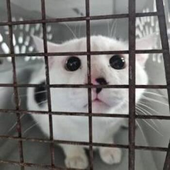 Domestic Medium Hair Cats Available for Adoption - Bobby | PetCurious