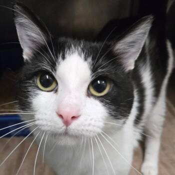 Trouble (Holland Cat Cove) -  Domestic Short Hair Cat for Adoption in West Olive, Michigan - Trouble (Holland Cat Cove) | PetCurious