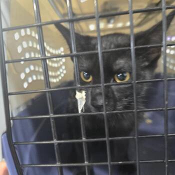 Dunk -  Domestic Short Hair Cat for Adoption in Newark, New Jersey - Dunk | PetCurious