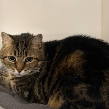 Blanche -  Domestic Short Hair Cat Available for Adoption in West Palm Beach, Florida - Blanche | PetCurious