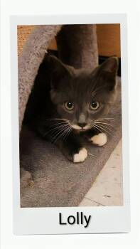 Lolly -  Domestic Short Hair Cat for Adoption in Caistor Centre, Ontario - Lolly | PetCurious