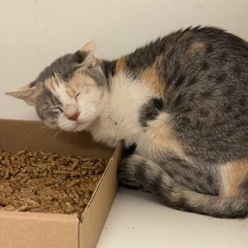 Snow Girl -  Domestic Short Hair Cat for Adoption in Philadelphia, Pennsylvania - Snow Girl | PetCurious