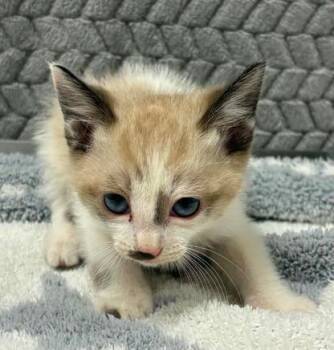 Funnel Cake -  Domestic Short Hair Cat for Adoption in Lampasas, Texas - Funnel Cake | PetCurious