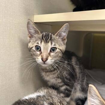 Kansas (Holland Cat Cove) -  Domestic Medium Hair Cat for Adoption in West Olive, Michigan - Kansas (Holland Cat Cove) | PetCurious