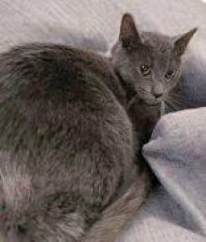 Rescue Domestic Short Hair Cats for Adoption in Portsmouth, Ohio - Slone | PetCurious