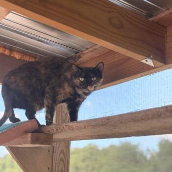 Creek -  Domestic Short Hair Cat for Adoption in Tipp City, Ohio - Creek | PetCurious