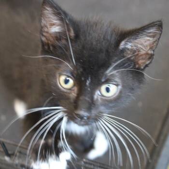 Mr. Crabs -  Domestic Short Hair Cat for Adoption in West Point, Mississippi - Mr. Crabs | PetCurious