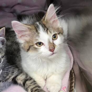Lavender -  Domestic Medium Hair Cat for Adoption in Newport News, Virginia - Lavender | PetCurious
