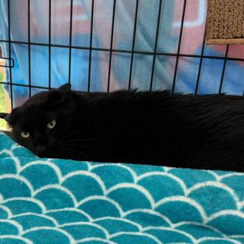 Darrel -  Domestic Short Hair Cat for Adoption in Riverwoods, Illinois - Darrel | PetCurious