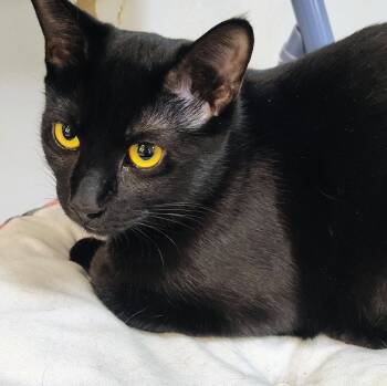 Rescue Domestic Short Hair Cats for Adoption in San Antonio, Texas - Ash | PetCurious