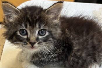 WILLOW -  Domestic Long Hair Cat for Adoption in Elizabethton, Tennessee - WILLOW | PetCurious