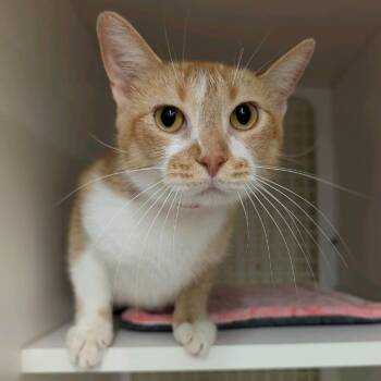 Popsicle -  Domestic Short Hair Cat for Adoption in Buffalo, New York - Popsicle | PetCurious