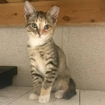 Cheese -  Domestic Short Hair Cat for Adoption in Panama City, Florida - Cheese | PetCurious
