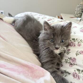 Stabler (bonded to Benson) -  Domestic Medium Hair Cat for Adoption in Columbia, Maryland - Stabler (bonded To Benson) | PetCurious