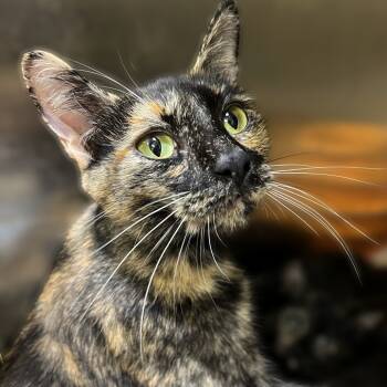 Rescue Domestic Short Hair Cats for Adoption in Springfield, Illinois - Baby Girl | PetCurious