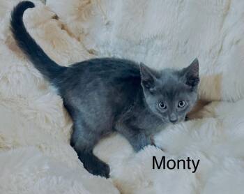 Monty -  Domestic Short Hair Cat for Adoption in South Elgin, Illinois - Monty | PetCurious