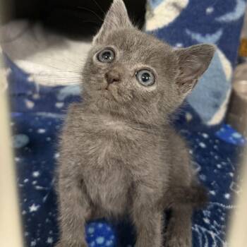 Walmart -  Domestic Short Hair Cat for Adoption in Marion, Virginia - Walmart | PetCurious