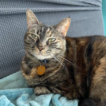 Rescue Tortoiseshell Cats for Adoption in Long Beach, California - Lady Nibblesworth Of Downtown | PetCurious