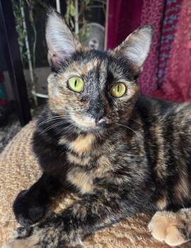 Geez Louise -  Domestic Short Hair Cat for Adoption in Lincoln, Nebraska - Geez Louise | PetCurious
