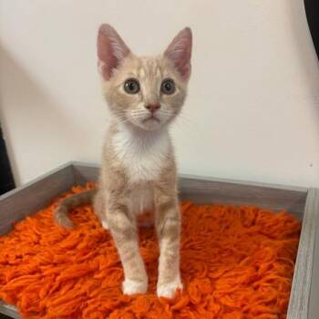 Domestic Short Hair Cats Available for Adoption - Timone @ Fat Cat Cafe | PetCurious