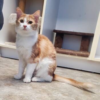 Domestic Medium Hair Cats Available for Adoption in Polson, Montana - Stoltz | PetCurious