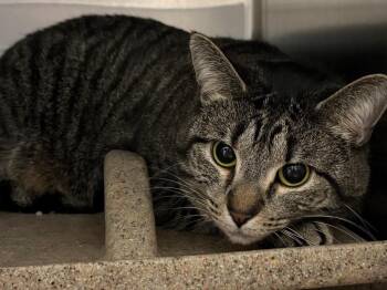 Gwendolyn (Sasha) -  Tabby Cat for Adoption in Powell, Ohio - Gwendolyn (Sasha) | PetCurious