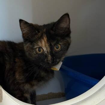 Marigold -  Domestic Medium Hair Cat for Adoption in Kent, Washington - Marigold | PetCurious